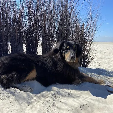 Ferien Im Wangerland Ferienwohnung Leuchtturm Minsen Schillig Hund Pool Sauna Norderaltendeich Extérieur photo