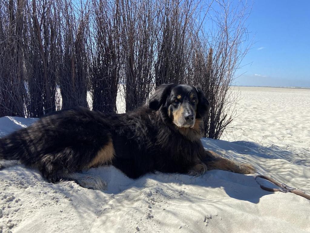 Ferien Im Wangerland Leuchtturm Minsen Schillig Hund Pool Sauna Appartement